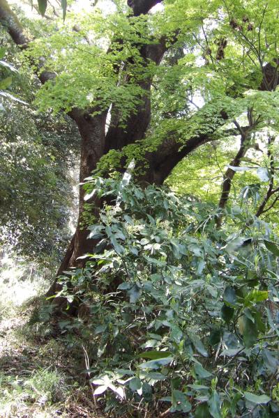 天園－円海山ハイキングコースの桜（鎌倉市内）