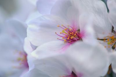 桜　2018見納め