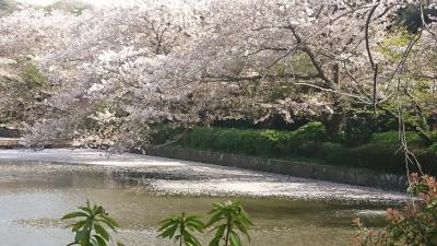 鎌倉鶴岡八幡宮へ桜を見に&#8252;️