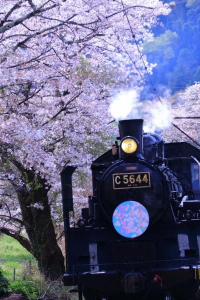 静岡・山梨　桜めぐり～家山桜トンネル、身延山久遠寺、富士山本宮浅間大社、龍巌淵