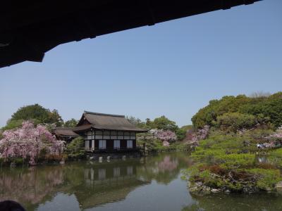 青春１８きっぷで行く平安神宮紅しだれ桜を鑑賞