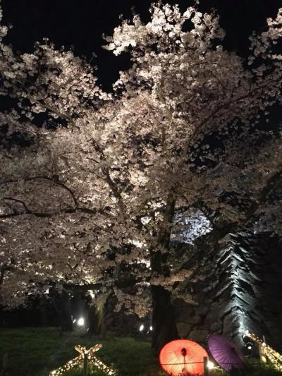 夜桜ライトアップ