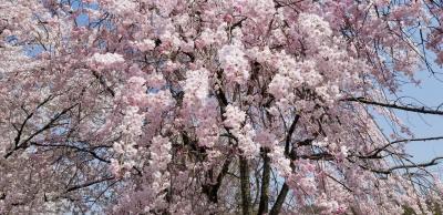 花見で「陶彩の道」散歩