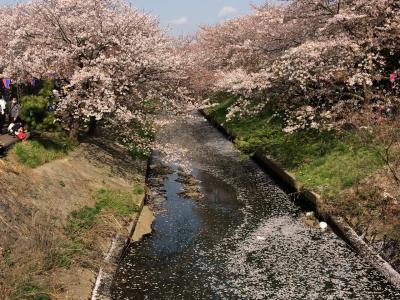 船橋の海老川ジョギングロードを桜を愛でながらぶらぶら