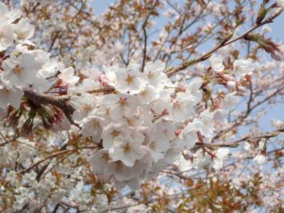 沖島へ桜狩