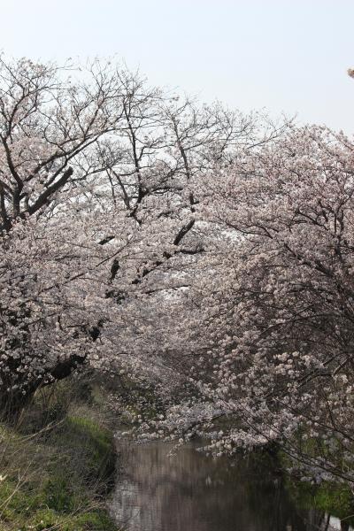 今井の桜・あけぼの山公園の桜満開でした！