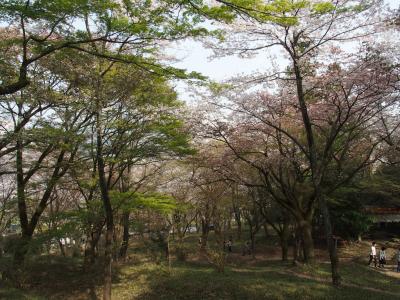 岐阜県揖斐郡池田町霞間ヶ溪の桜2018