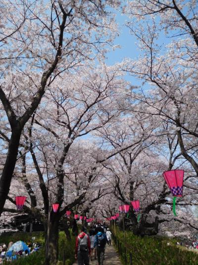 埼玉２０１８桜　【１】幸手権現堂