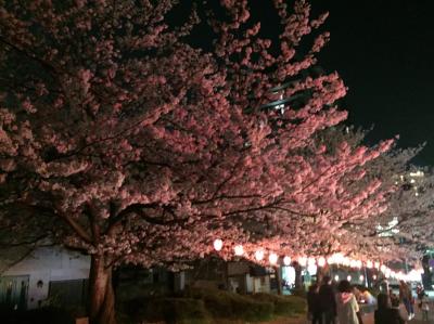 福岡市の桜名所・西公園の夜桜花見に娘と孫と出かけました。