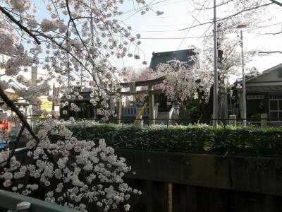 旧久喜市の桜スポットを巡る・・・6-3　愛宕神社周辺の桜