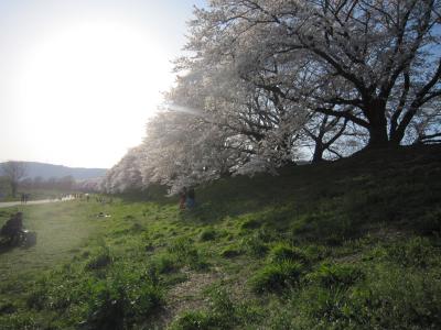 京都・八幡市背割り堤の桜