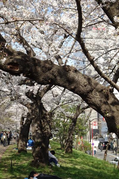 桜満開の外濠公園