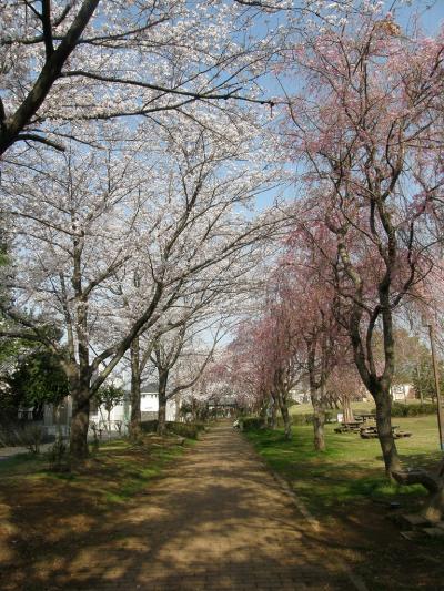 旧久喜市の桜スポットを巡る・・・6-4　吉羽公園のしだれ桜