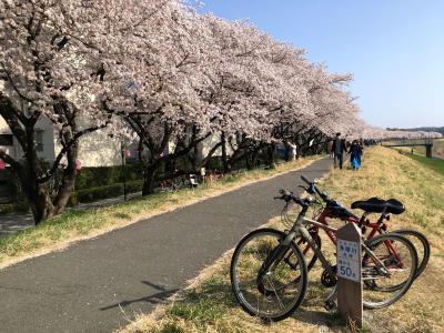 たまリバー50キロ サイクリング ～ ひたすらサクラを追いかけて