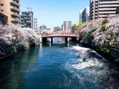 大岡川プロムナードの桜巡り 弘明寺から日の出町まで