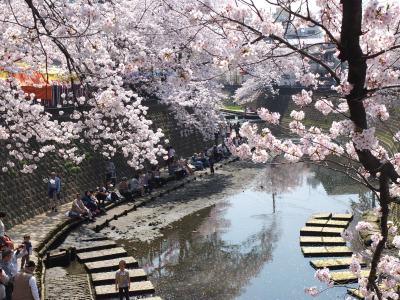 大岡川の桜