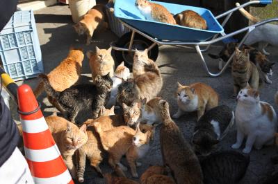 猫島青島ネコいっぱい