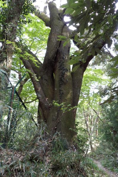 天園にあった大島桜の鼎木和合桜