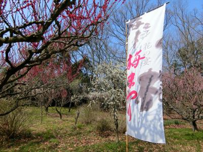 2018年　3月　滋賀県　大津市　寿長生の郷　梅まつり