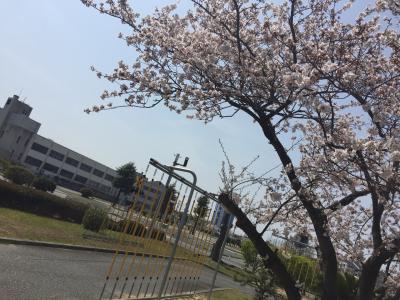 明石の免許センターの桜