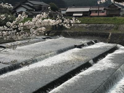 2018年4月1日 日曜日 法勝寺桜 鳥取県南部町