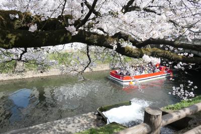 松川公園の桜と富山城