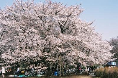 満開の桜　　　ＩＮ　わかくさ公園