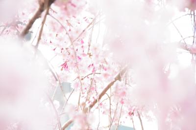 春色の京都