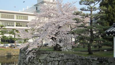 桜をめでる和歌山ツアー