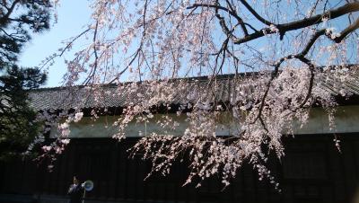 皇居乾門　通り抜けの桜