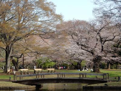 咲き急ぐ桜を追いかけて～代々木公園