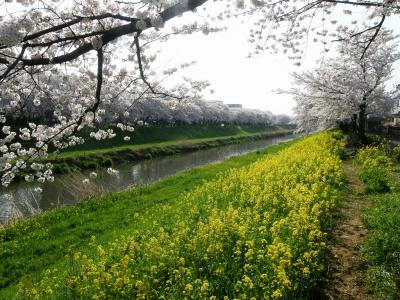 旧久喜市の桜スポットを巡る・・・6-5　青毛堀川畔の桜並木