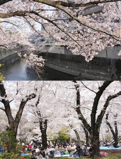 小さな旅　都電荒川線で桜めぐり（飛鳥山公園・神田川）2018 Sakura tour by Tram Arakawa Line/Asukayama and Kandagawa