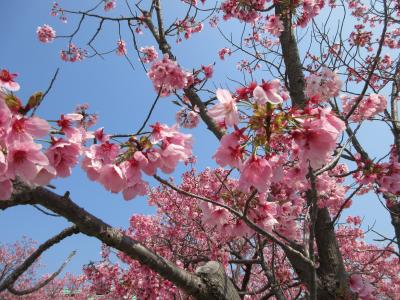 日本桜名所100選”高知県立鏡野公園”に花見～鏡野公園＆高知工科大学で花見楽しむ１