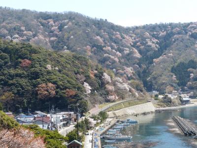 神子の山桜　２０１８年