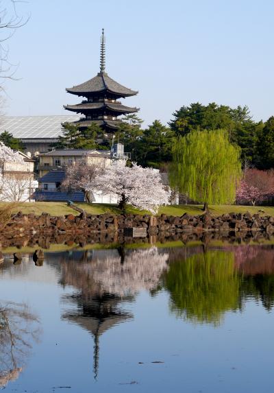 2018.3奈良出張3終-興福寺国宝館，やっぱりいいね奈良ホテル，桜が満開の朝の散歩