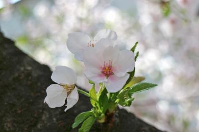 春が来た！我が家のさくら散歩は、今年も『花のみち』から☆