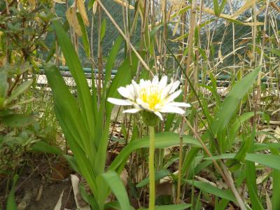 鎌倉宮カントリーテニスクラブのタンポポ