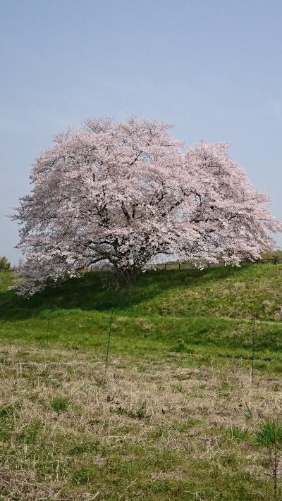 桜 桜 桜三昧の山野辺の道