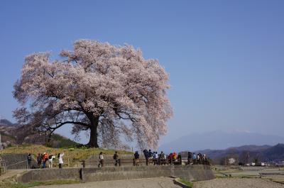 甲斐の国桜見物　2018