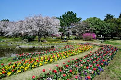 春爛漫別府公園2018