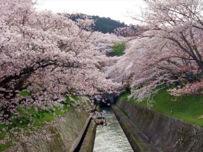 今年の桜はとっても早くて