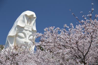 桜の花に包まれる大船観音詣りと鎌倉山さくら道のお花見ハイク