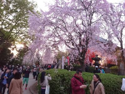 今年も上野でお花見