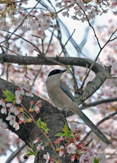 野鳥撮影記録・２０１８年４月－１　