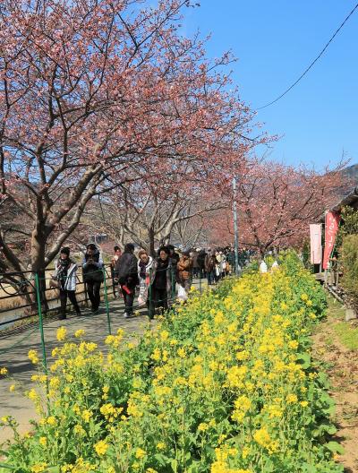 河津-2　河津桜まつり　期間中-菜の花も咲いて　☆平日/昼前でゆったり散歩