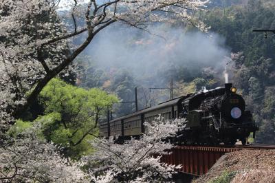 桜をもとめて　大井川鉄道へ