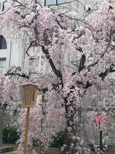 造幣局の桜は11日まで待てずに咲きだした。