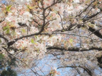 急げ！代々木公園で初めてのお花見★