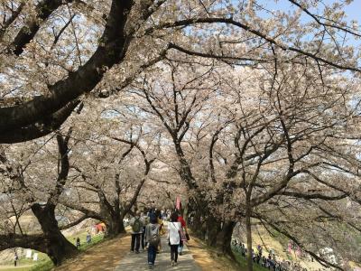 桜満開 背割堤の桜並木